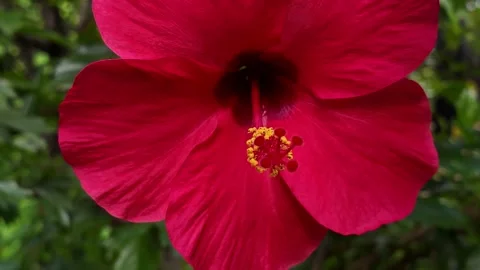 Bright Red Flower Blooming Close Up 4K Video Stock Footage 317626879