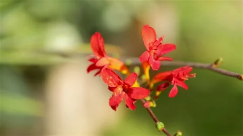 Bright red flower on blurry background Stock Footage 60696191