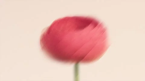 Bright Red Flower Closeup Smoothly Rotating and Blooming with Strong Motion.. 库存影片 339285903