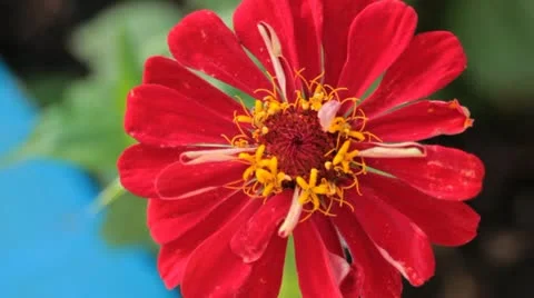 Bright Red Flower Moves Gently in the Breeze CU Stock Footage 12226196