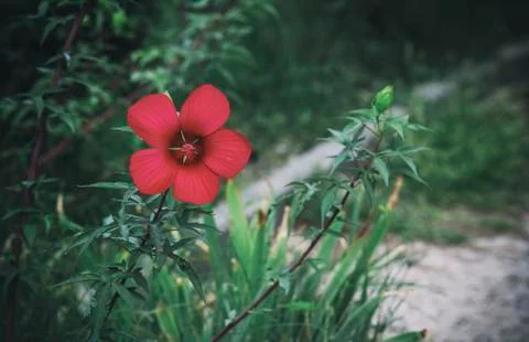 Bright red flower Stock Photos