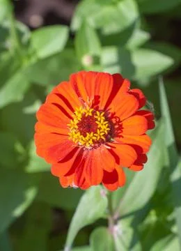 Bright red flower Stock Photos
