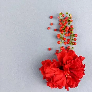 Bright Red Flower with Small Red Berries on Grey Background. Stock Photos
