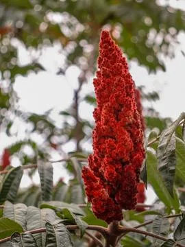 Bright red flower spike on tree branches in a natural setting during daytime Stock Photos