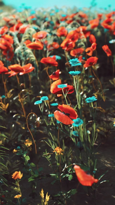 Bright red flowers and blue flowers fill a garden area during spring time Stock Footage 339040116