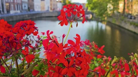 Bright red flowers beside a tranquil city canal, with an old arched bridge Vidéo 334639355