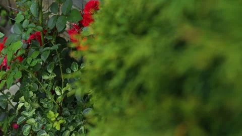 Bright red flowers blend with green leaves in a lush garden. The setting 库存影片 344670666