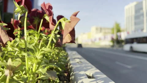 Bright red flowers bloom beside a busy city street Stock Footage 336937044