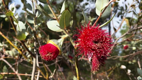 Bright red flowers bloom on eucalyptus trees Stock-Footage 327024515