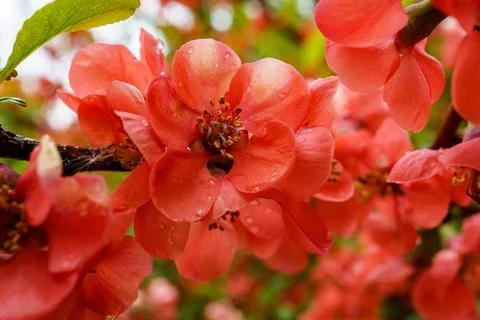 Bright red flowers bloom on a tree branch during spring in a garden setting Stock Photos