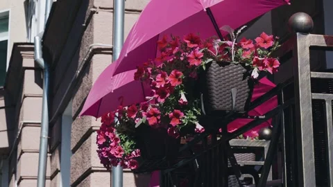 Bright red flowers bloom under pink umbrellas at the entrance to the cafe Vidéo 286054417