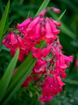 Bright red flowers close up macro photography Stock Photos