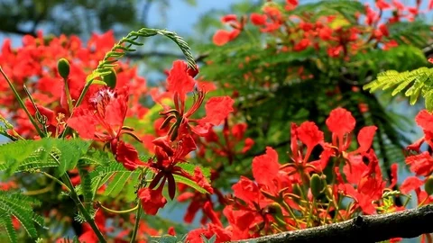 Bright red Flowers of the fire tree on a background of pale green leaves sway in Stock Footage 76412404