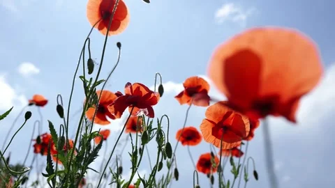Bright red flowers Stock Footage 276830684