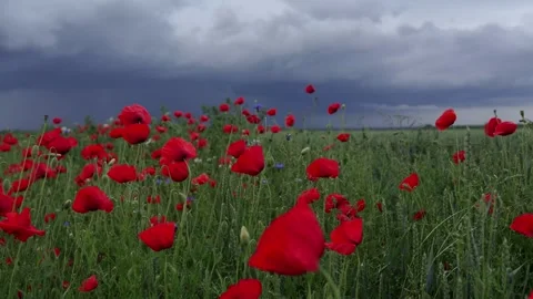Bright red flowers Stock Footage 276830710