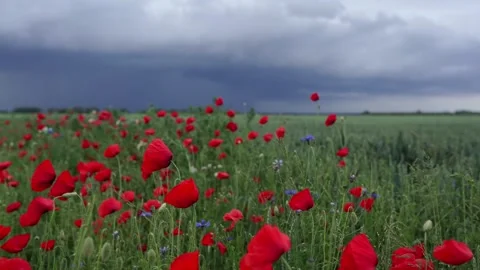 Bright red flowers Stock Footage 276830711