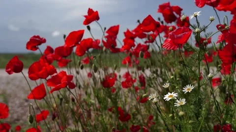 Bright red flowers Stock Footage 276830719