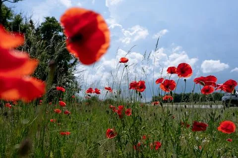 Bright red flowers Stock Photos
