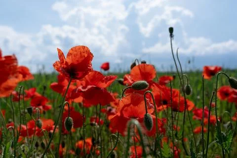 Bright red flowers Stock Photos