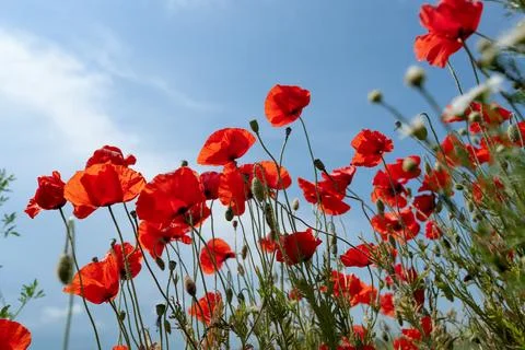 Bright red flowers Stock Photos