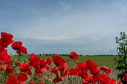 Bright red flowers 写真素材
