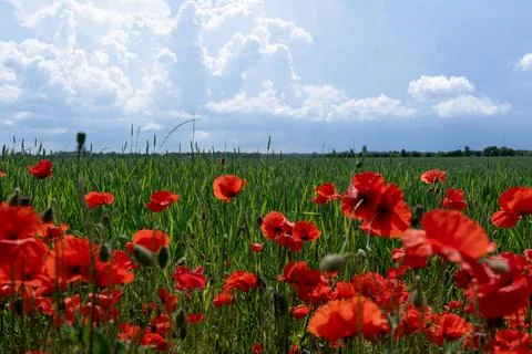 Bright red flowers Foto stock
