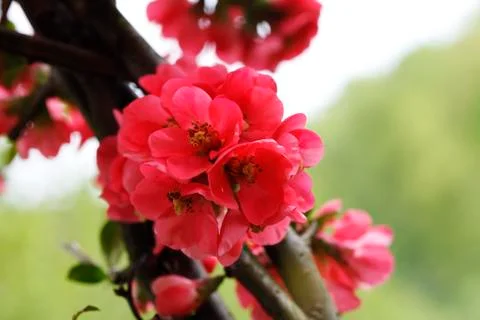 The bright red  flowers in spring Stock Photos