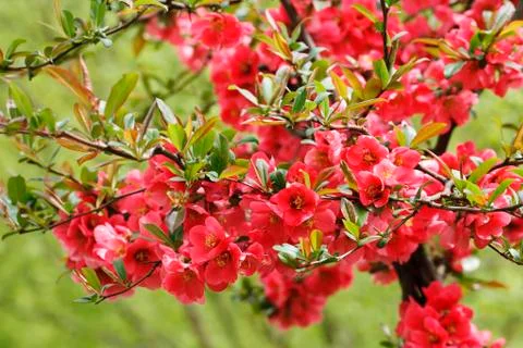 The bright red  flowers in spring Stock Photos
