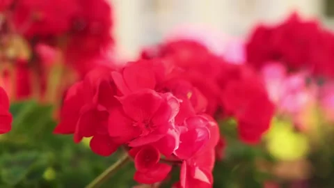 Bright red flowers sway in the wind. close-up of flowers. flowers in the flowerb Stock Footage 255230722