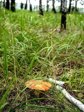 Bright red fly agaric in the forest among green grass Foto stock