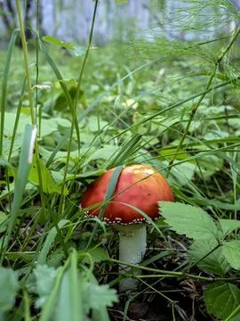 Bright red fly agaric in the forest among green grass Foto stock