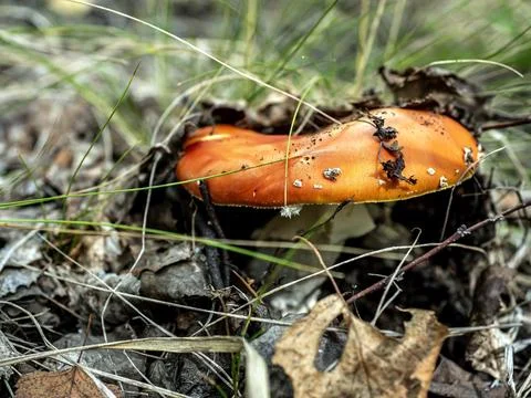 A bright red fly agaric in the forest among green grass Foto stock