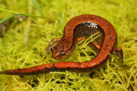 A bright red form of the Western redback salamander, Plethodon vehiculum Foto stock