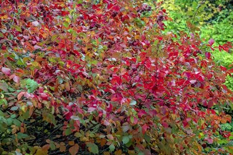 Bright Red Fragrant Sumac Shrub Against Green Garden Background Stock Photos