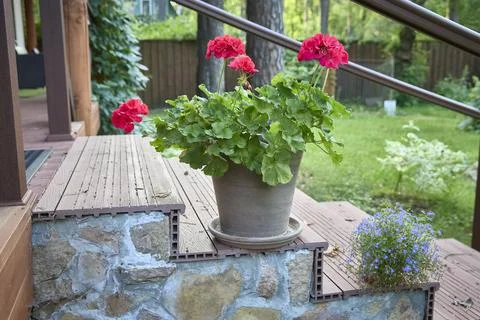 A bright red geranium blooms in a pot in the garden near the entrance to the Stock Photos