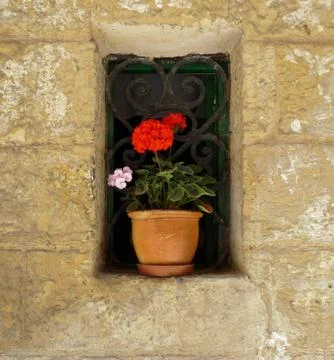 A bright red geranium in a clay pot surrounded by a thick stone wall Stock Photos