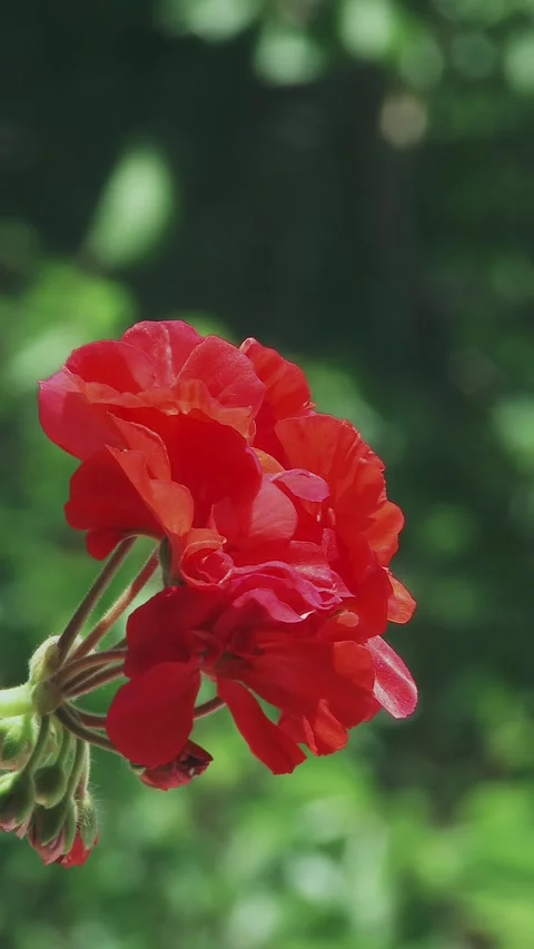 A bright red geranium flower against a green background Video stock 337954883