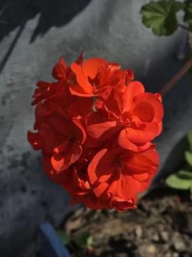 Bright red geranium flower cluster in a garden setting. Stock Photos