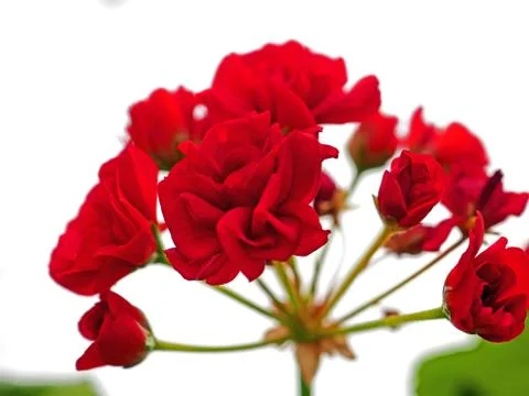 Bright red geranium flower grows in a pot on the windowsill Stock Photos