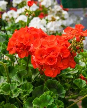 Bright red geranium flower Foto stock