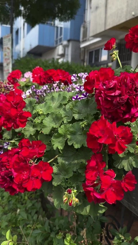 Bright Red Geranium Flowers Blooming in Sunlight Stock Footage 346474523