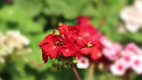 Bright red geranium flowers close Vídeo Stock 107760224