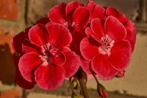 Bright red geranium flowers (lat. Geranium) close-up. Foto stock