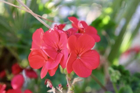 Bright red geranium flowers Stock-Fotos