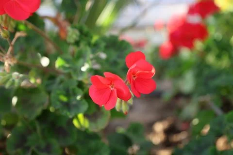 Bright red geranium flowers Stock Photos
