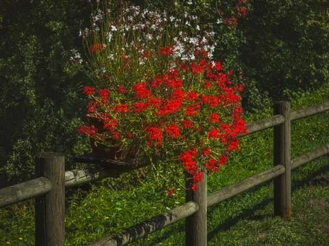 Bright red GERANIUM flowers on rustic wooden fence in summer garden Foto stock