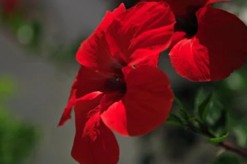 Bright red geranium Foto stock