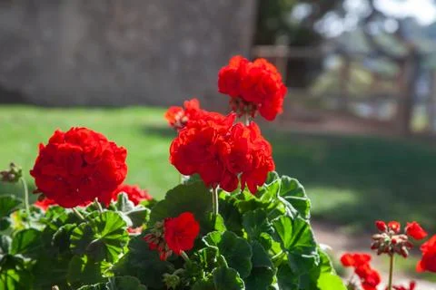 Bright red geranium Stock Photos