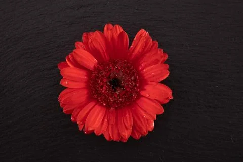 Bright red gerbera in the center of the table Stock Photos