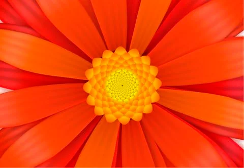 Bright red gerbera flower in bloom, a4 size illustration Stock Illustration